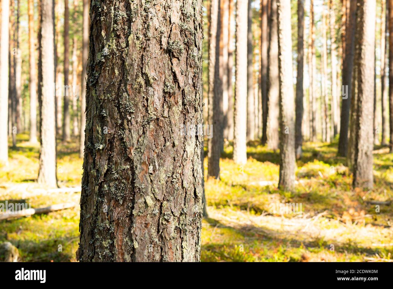 Verde natura selvaggia foresta. Bella foresta pluviale verde. Pineta. Ambiente naturale. Alberi di pino in natura. Rami e alberi. Foto Stock