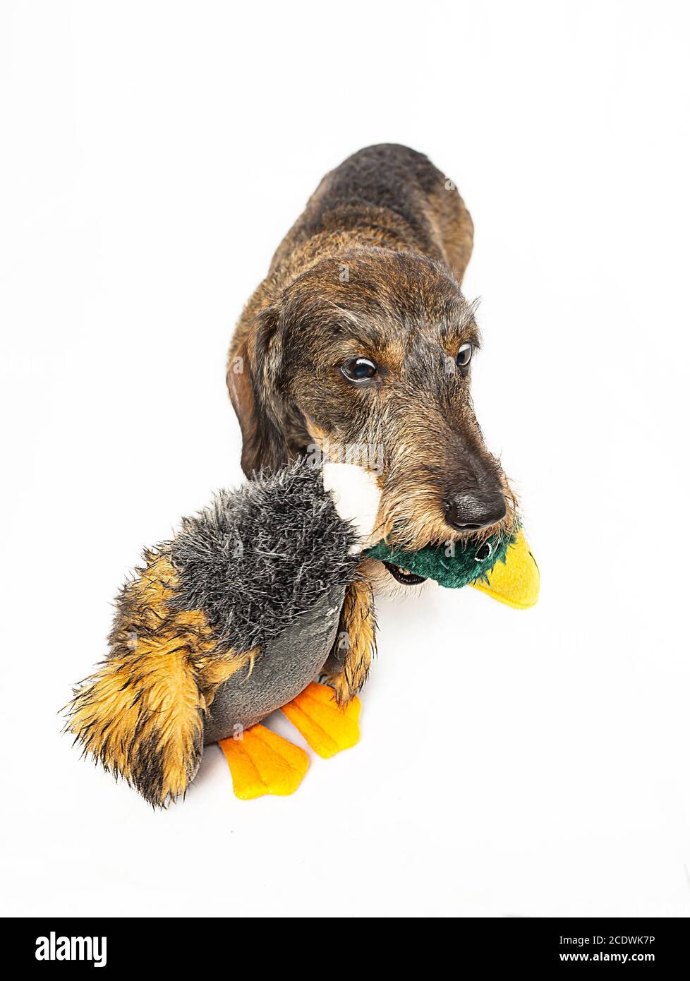 Tenere un touy Foto Stock