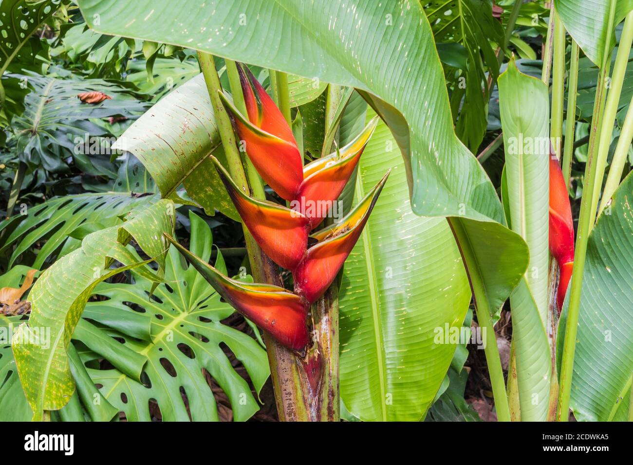 heliconia fiore nella giungla Foto Stock