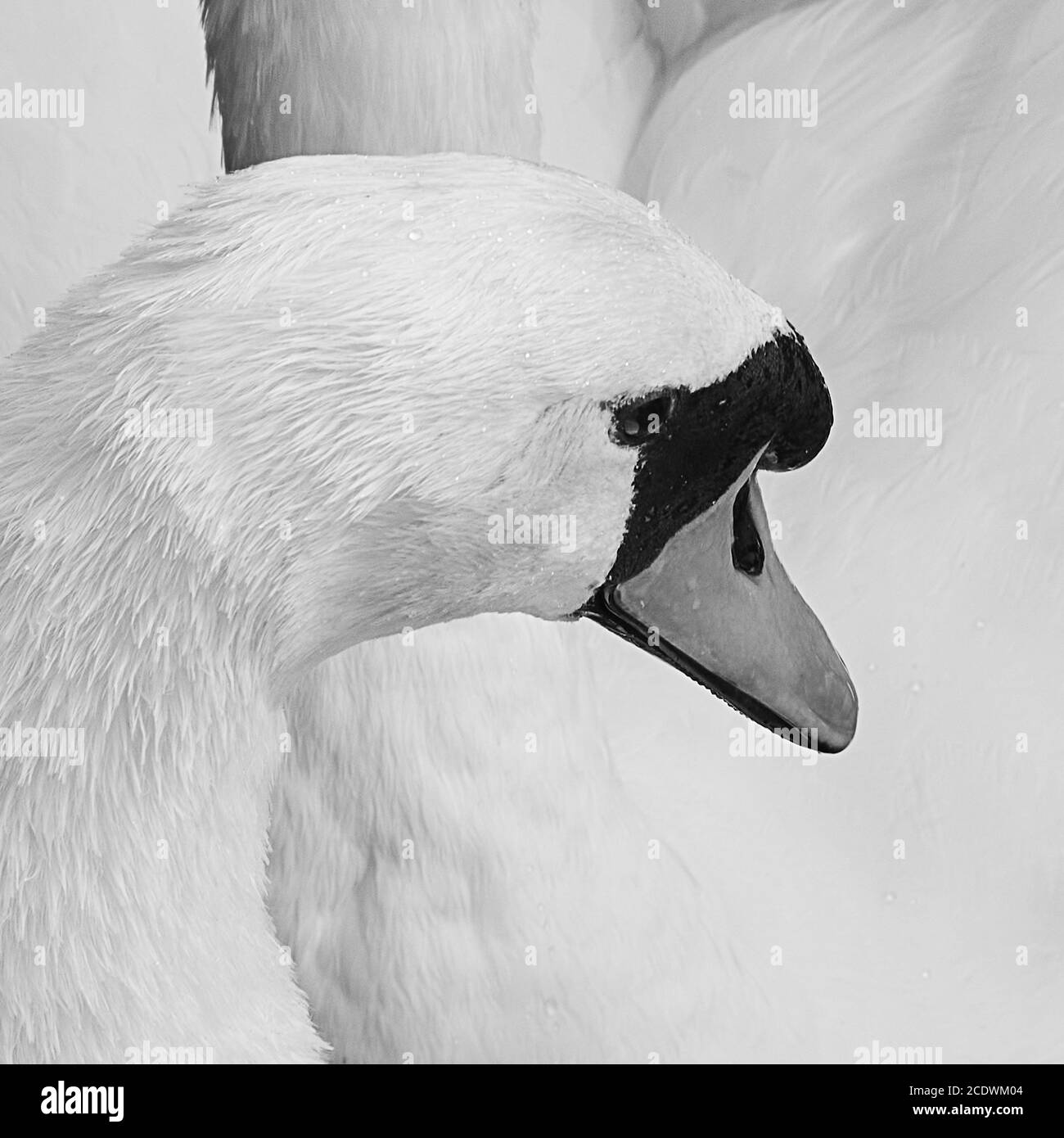 Swan Foto Stock