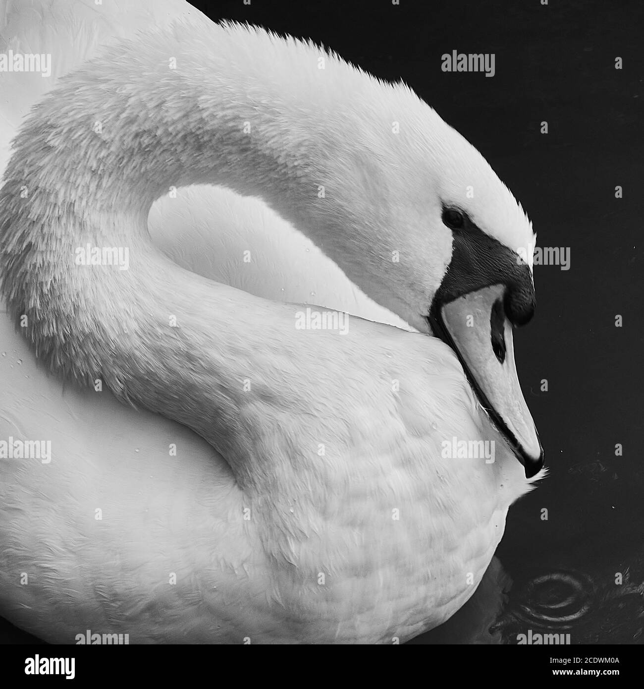 Swan Foto Stock