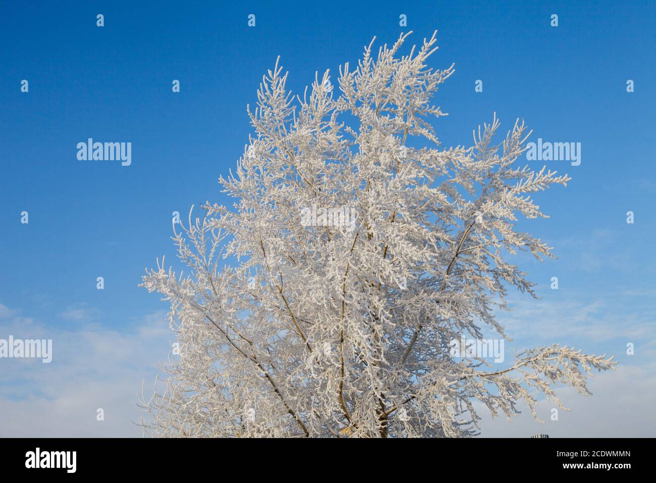 Bella Inverno gelido foresta coperta di neve e brina Foto Stock