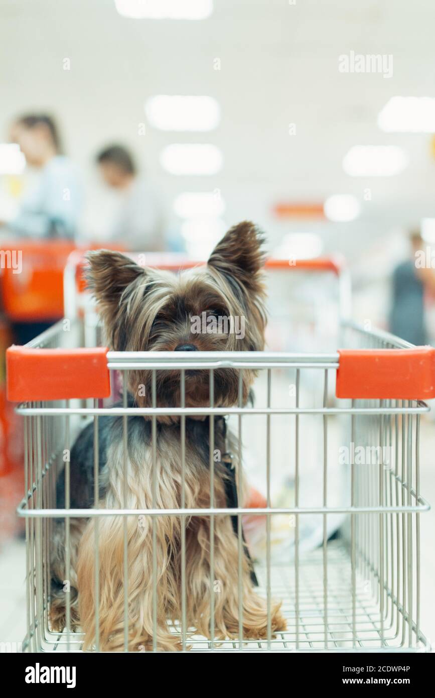 Carino piccolo cane cucciolo seduto in un carrello di shopping su sfondo offuscato negozio commerciale con la gente. Fuoco selettivo macro shot con sh Foto Stock