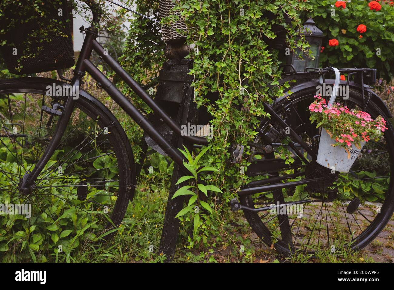 Bicicletta con cesto con fiori e foglie, coperto di piante Foto Stock