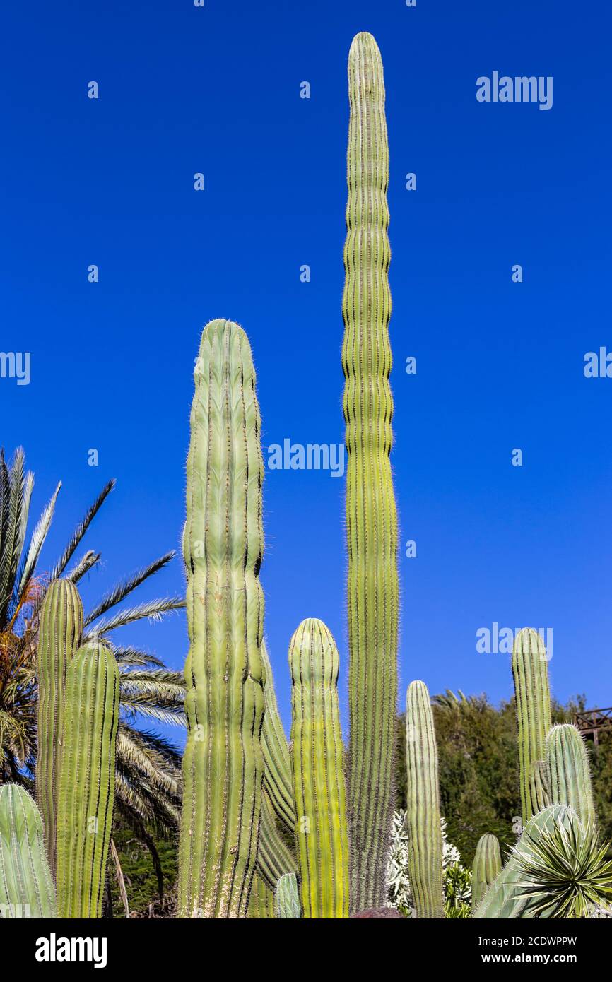 Elefante messicano cactus Pachycereus pringlei con cielo blu Foto Stock