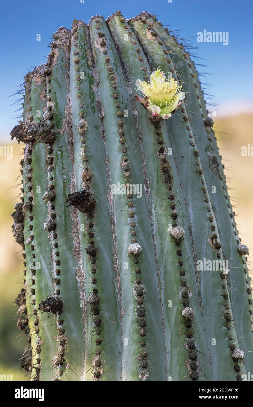 Cactus messicano elefante Pachycereus pringlei con fiori Foto Stock