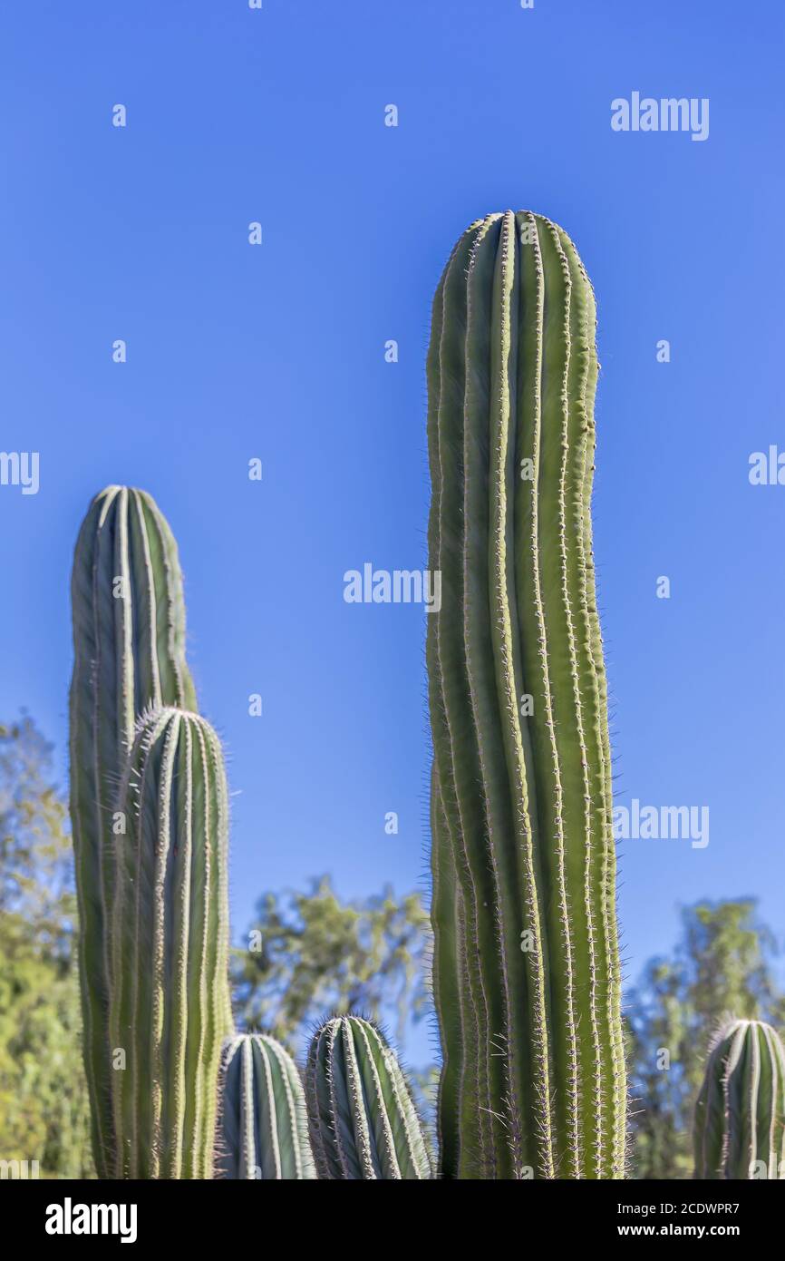 Elefante messicano cactus Pachycereus pringlei con cielo blu Foto Stock