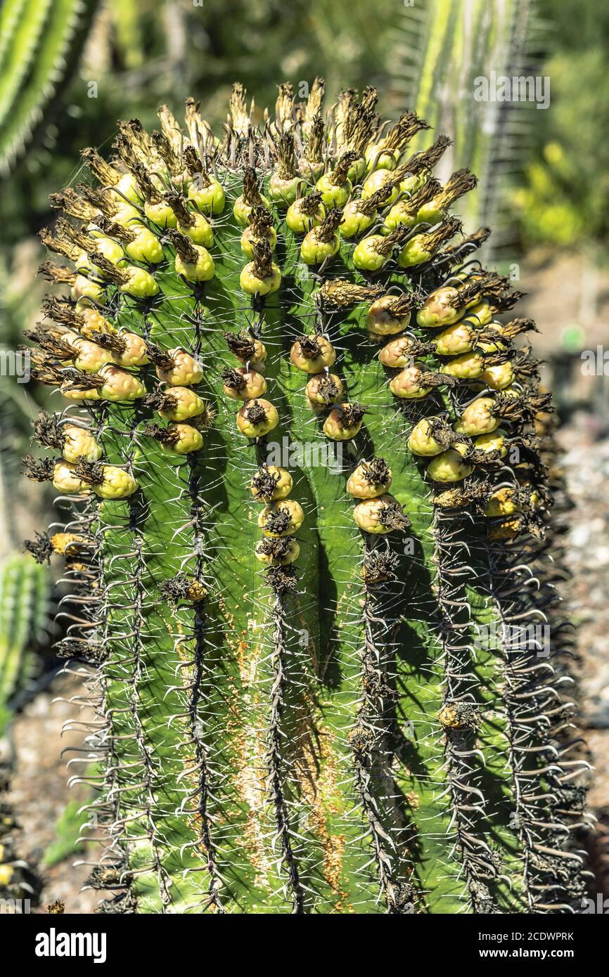 Cactus messicano Ferocactus peninsulae Foto Stock