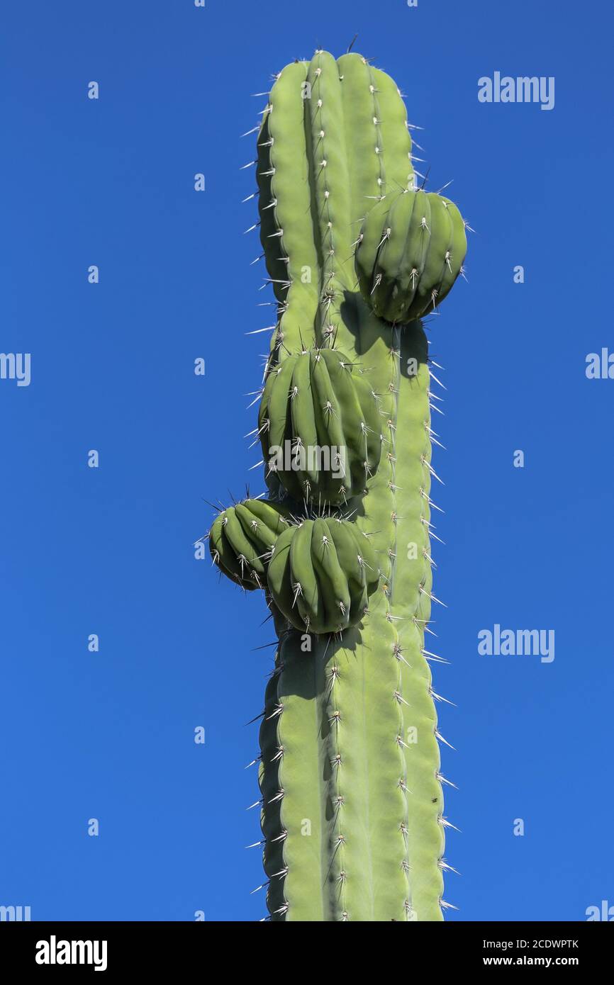 Cactus messicano Pachycereus weberi con cielo blu Foto Stock