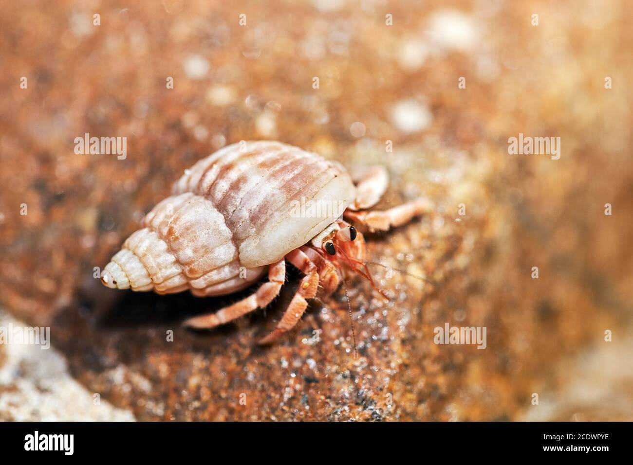 Il granchio eremita guarda fuori dalla sua conchiglia Foto Stock