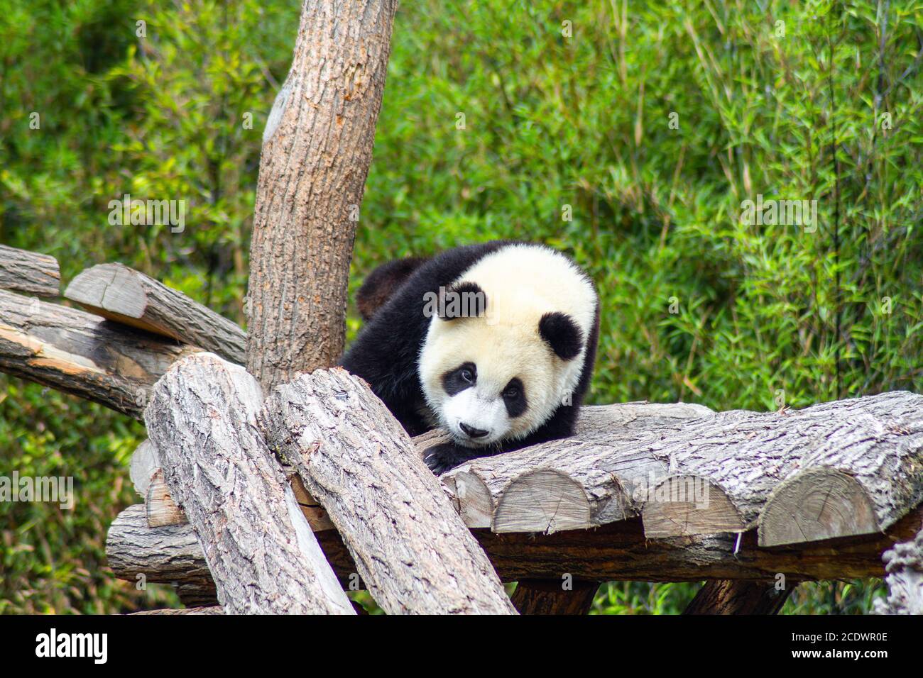panda giacente su tronchi d'albero Foto Stock