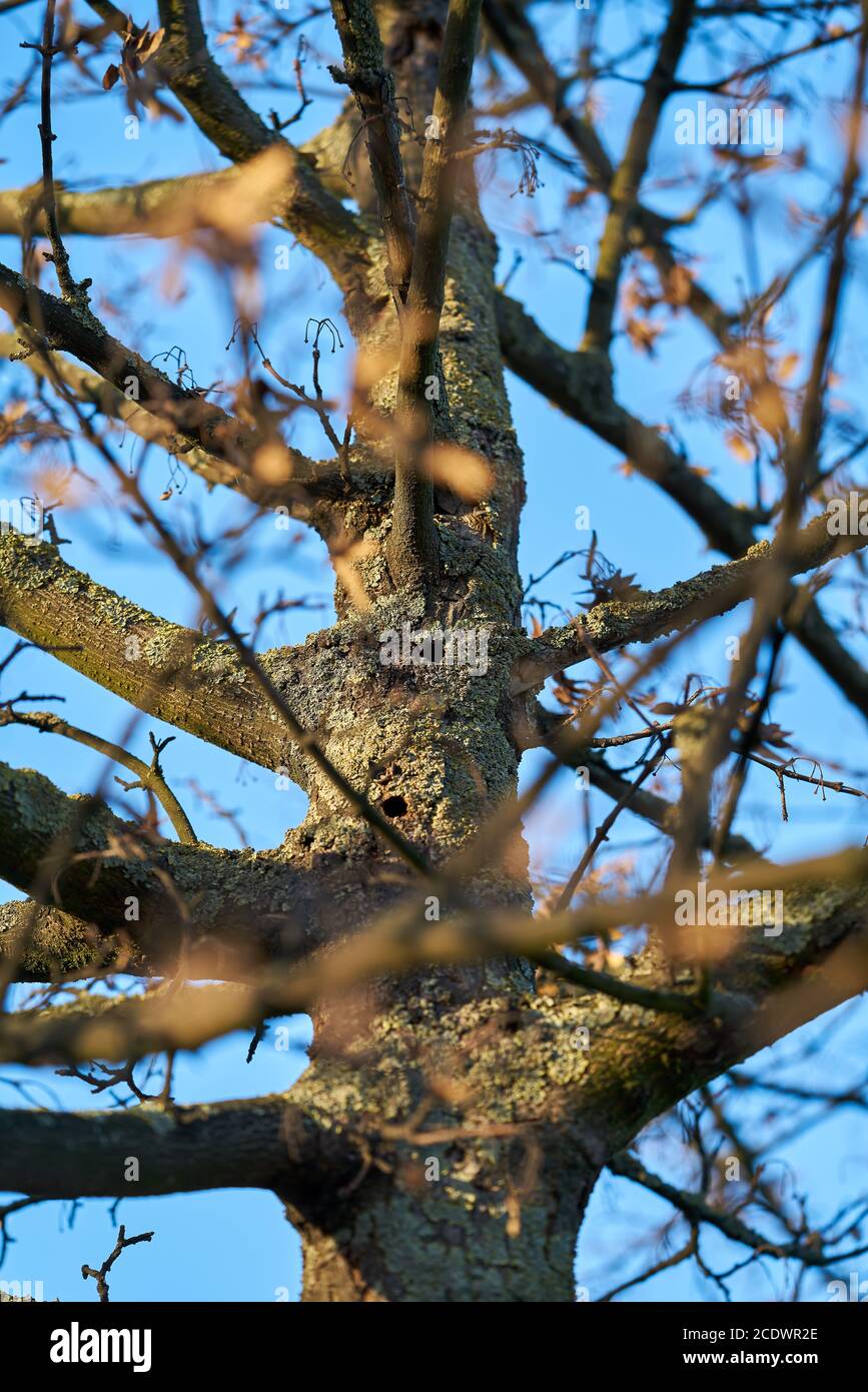 Un albero infestato dall'abeto asiatico longhorn a Magdeburgo in Germania. Foto Stock