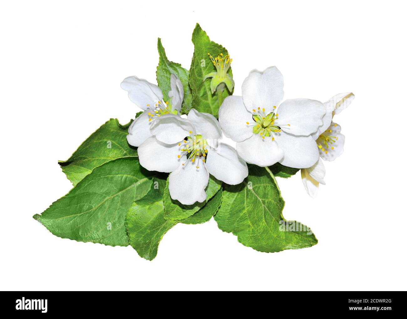 Fiore ramo di mela su uno sfondo bianco isolato Foto Stock