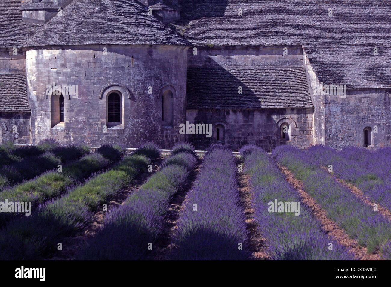 Abbazia Senanque, Vaucluse, Francia Foto Stock