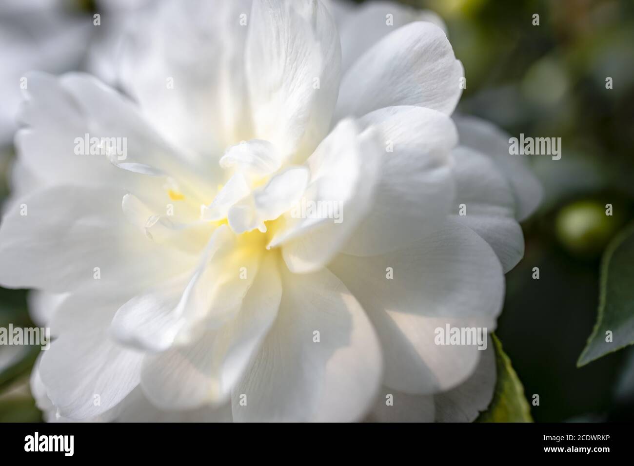 Camellia bianca japonica L. 'K. Theaceae di Sawada Foto Stock