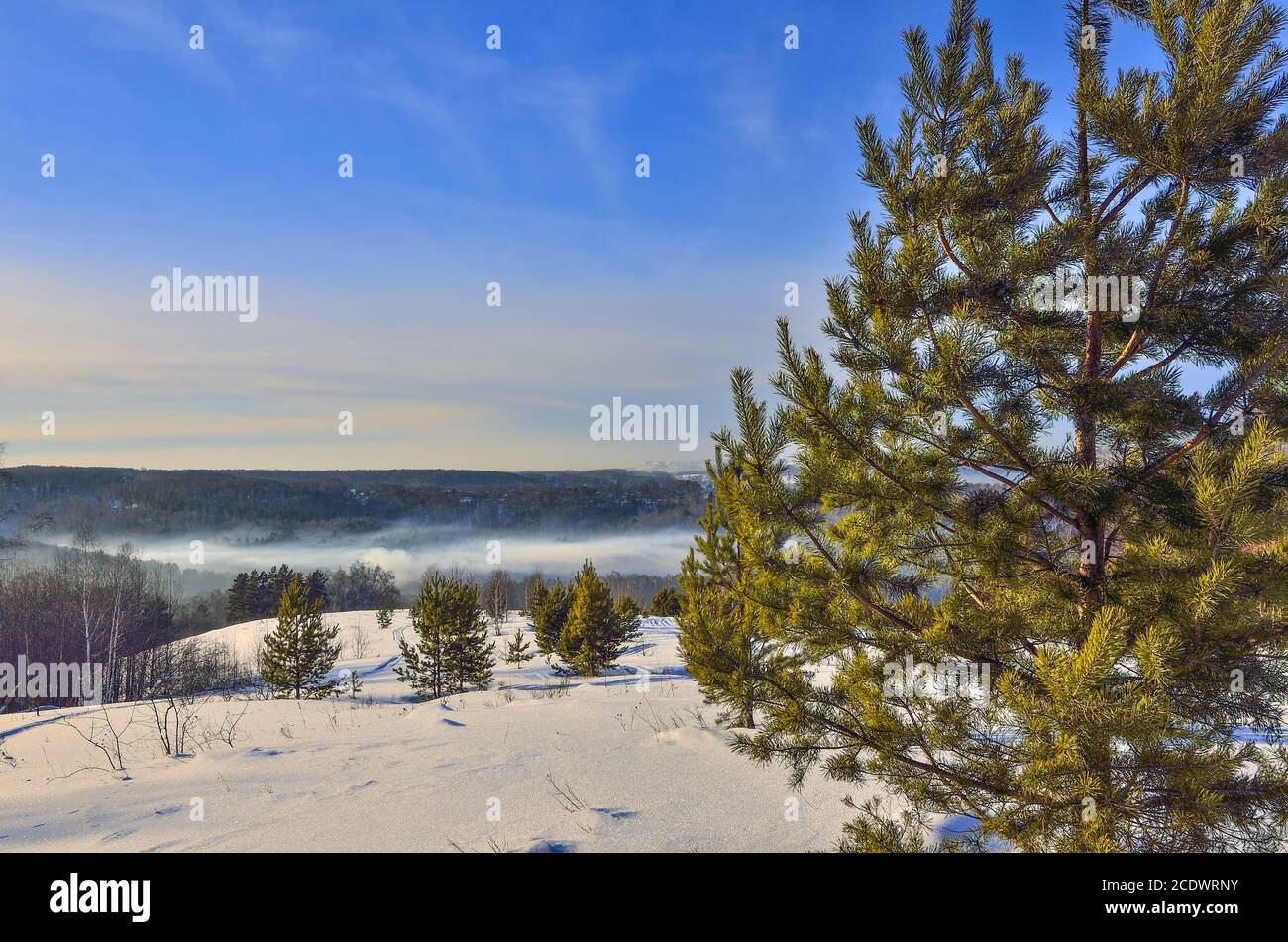 Bellissimo paesaggio invernale mattina in montagna foresta con nebbia Foto Stock