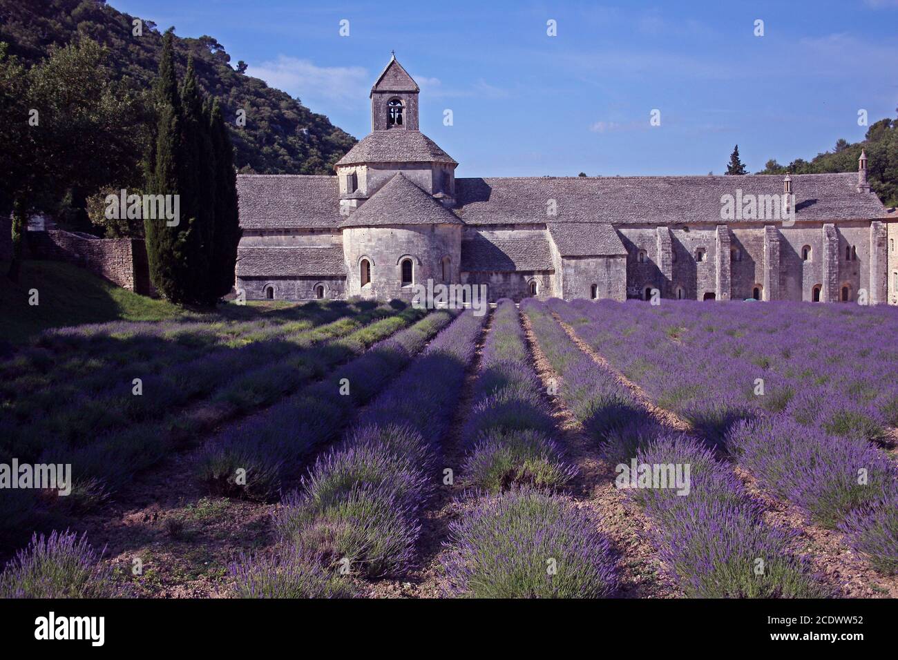 Abbazia di Senanque, Vaucluse, Francia Foto Stock