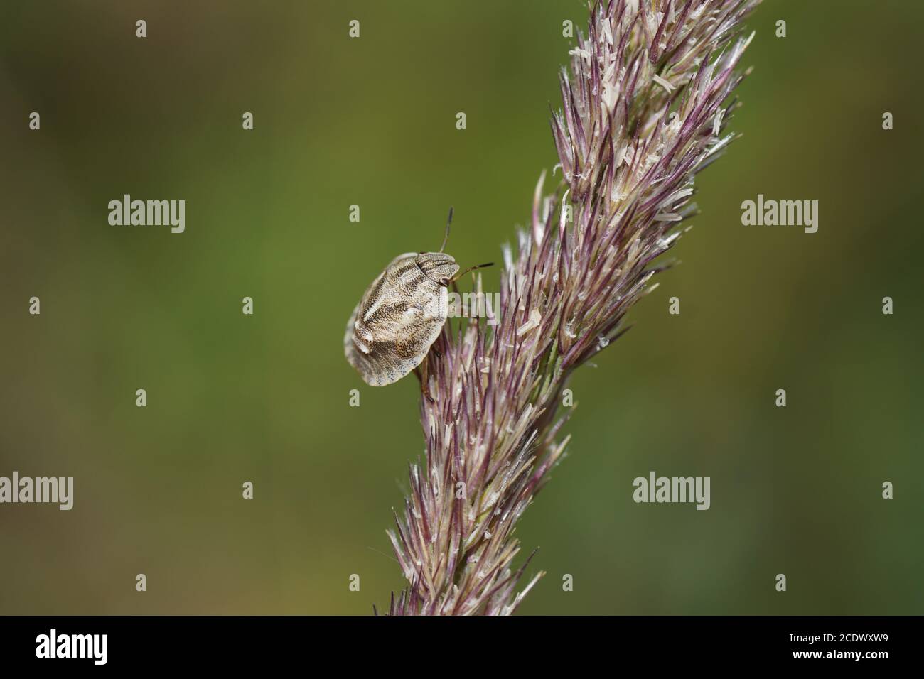 Ninfa dello scudo, tartaruga Bug Eurygaster testudinaria della famiglia Scutelleridae su un fiore d'erba. Dune, Paesi Bassi luglio Foto Stock