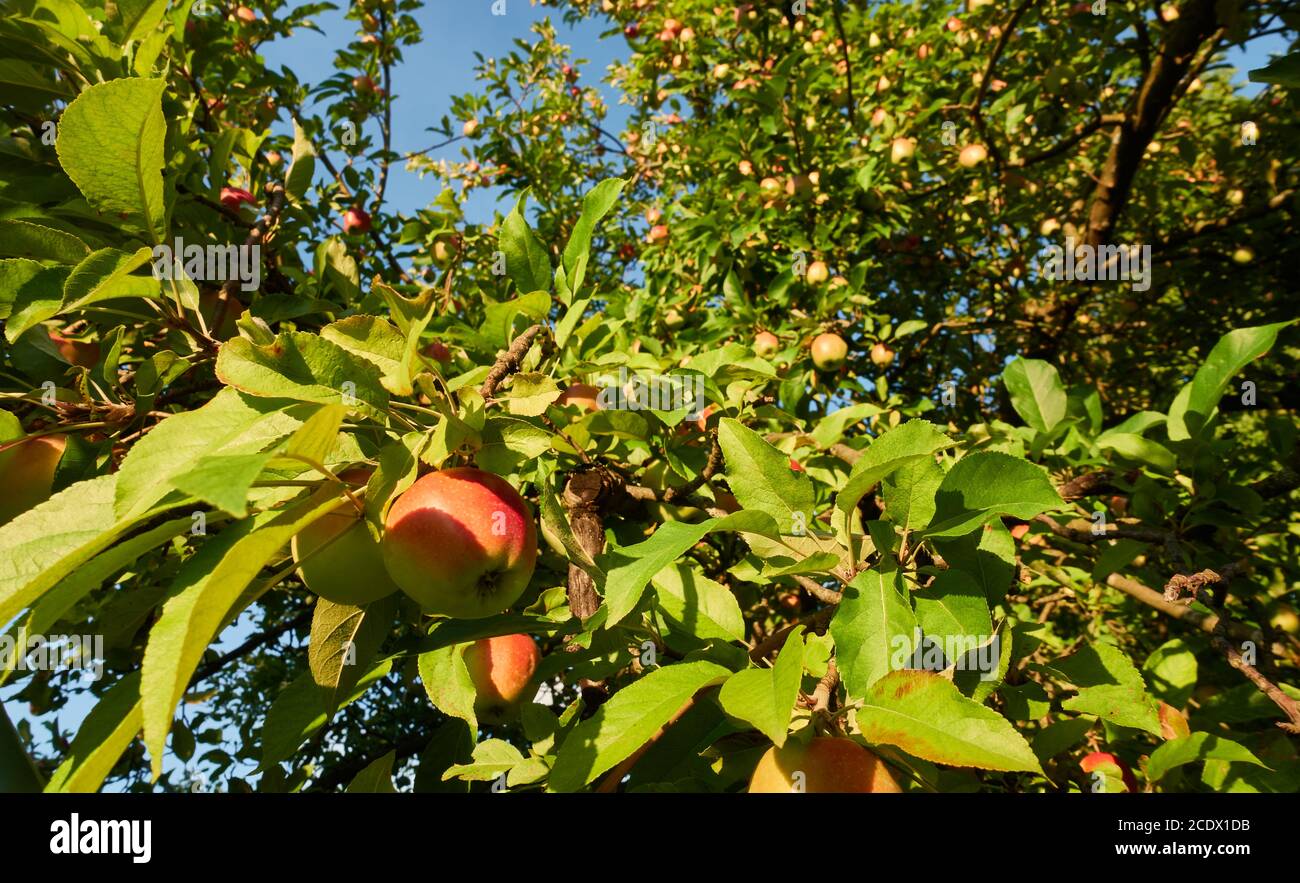 Molte mele (malus) pendono su un albero di mele, che si trova nella zona della biosfera alb sveva. Foto Stock