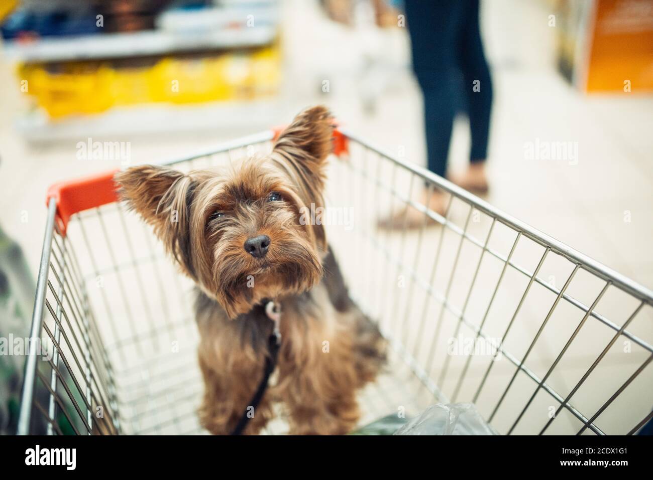 Carino piccolo cane cucciolo seduto in un carrello di shopping su sfondo offuscato negozio commerciale con la gente. Fuoco selettivo macro shot con sh Foto Stock