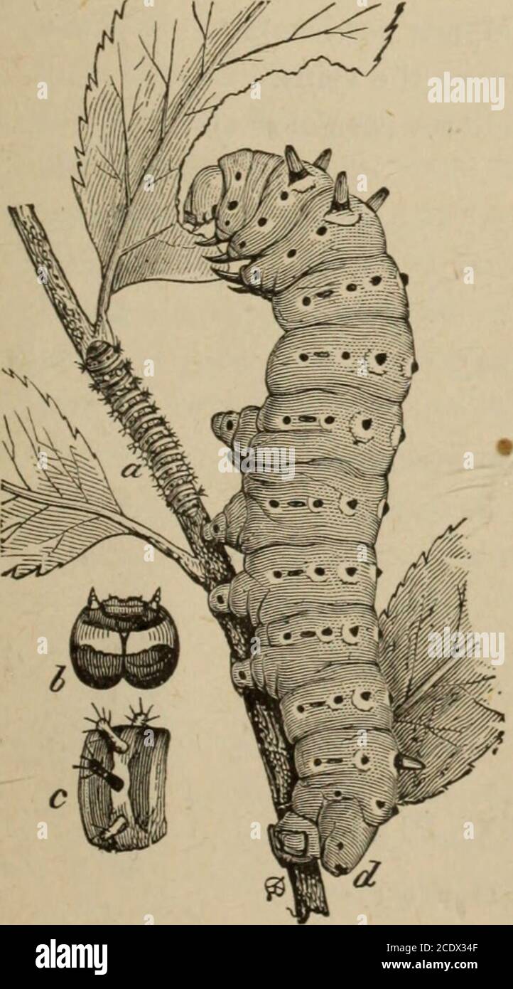. Relazione annuale dell'Associazione dei coltivatori di frutta dell'Ontario, 1902 . ar o Cherry Slug (Eriocampa cerasi.) 3. Pidocchi di piante nere lucenti, che infestano principalmente i ramoscelli terminali, che diventano distorti e scoloriti. Ciliegio Aphis (Myzus cerasi). 4. grande bruco bluastro-verde, lungo 2 pollici, con verruche blu su ciascun segmento, e corallo-rossi sul terzo e quarto segmento. Promethea Moth (Callosamia promethea),Fig. 102. 5. Grande bruco spinoso verde pallido, striato sul lato di eacheach con bianco e lilla. lo Moth (Hyperchiria lo). 6. Caterpiloni in colonie protette da veli in forcelle di rami, in spri Foto Stock