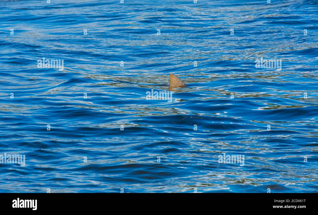 Squalo toro (Carcharhinus leucas), costa pacifica americana, Estacion Sirena, Parco Nazionale di Corcovado, Penisola di Osa, Provincia di Puntarenas, Costa Rica Foto Stock