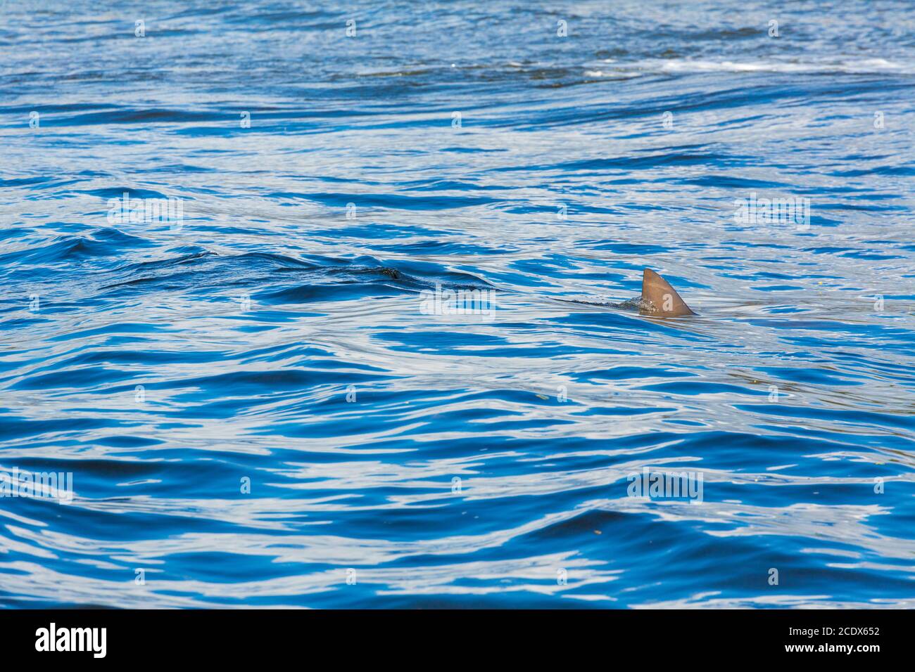 Squalo toro (Carcharhinus leucas), costa pacifica americana, Estacion Sirena, Parco Nazionale di Corcovado, Penisola di Osa, Provincia di Puntarenas, Costa Rica Foto Stock