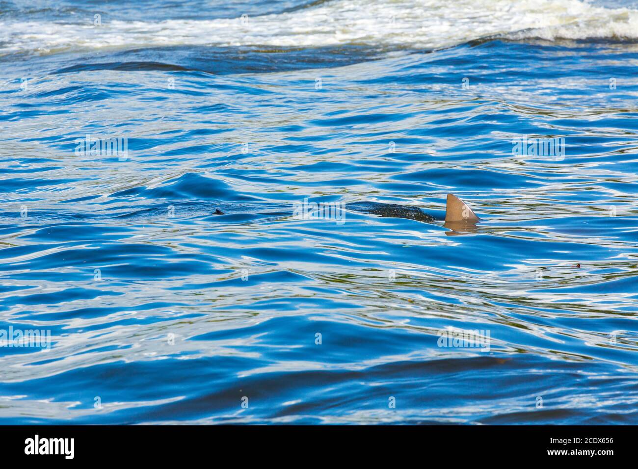 Squalo toro (Carcharhinus leucas), costa pacifica americana, Estacion Sirena, Parco Nazionale di Corcovado, Penisola di Osa, Provincia di Puntarenas, Costa Rica Foto Stock
