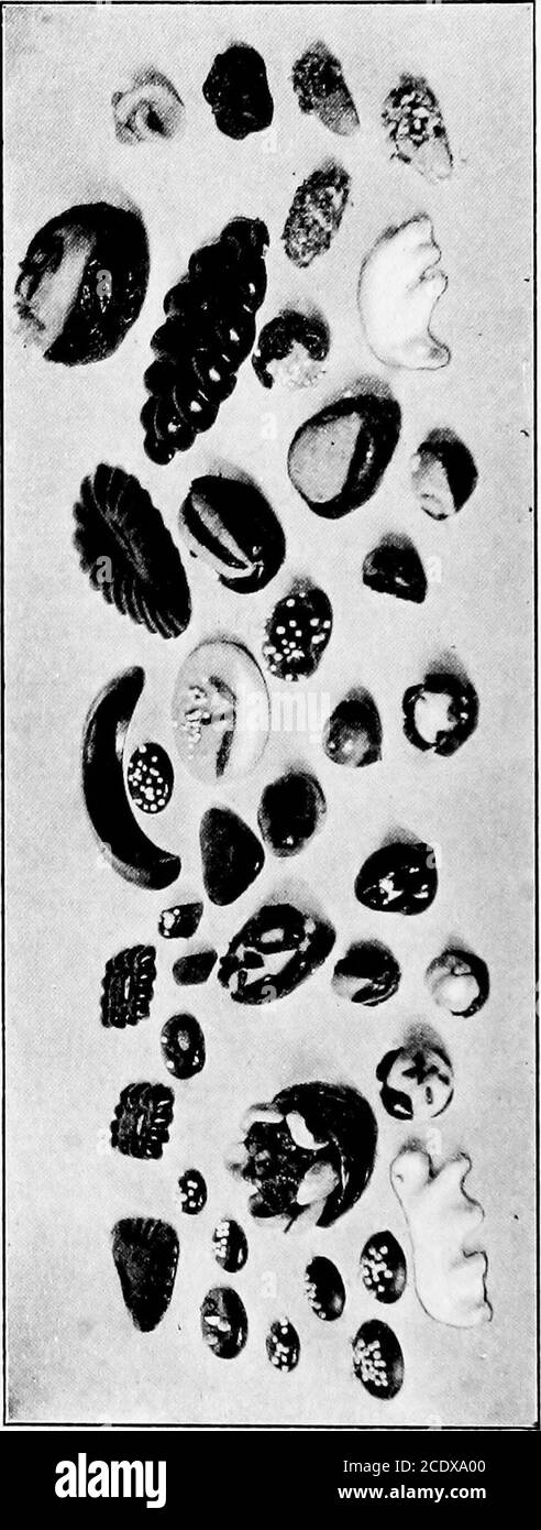 . Le nostre ricette di caramelle. Mandorle di tazza, sbucciate e mandorle, sbucciate e tritate, tazza di J4 tritato, 2 cucchiai di fagioli gli albumi fino a quando non sono rigidi. Amalgamare gradualmente il tosugar, lo sciroppo, la farina e il mais tritato e schioccato. Lasciare cadere su una teglia leggermente macchiata o capovoltegola, formando biscotti di circa uno e tre quarti di diametro. Cospargere le cime dei biscuitscon mandorle tritate e sminuzzate. Cuocere in forno moderato (350° F.) per quindici minuti. Rimuovete il foglio da forno mentre è ancora caldo, poiché questi biscotti diventano molto fragili quando sono freddi. Resa (ricetta grande): Trenta biscotti. Fanciulle. Foto Stock