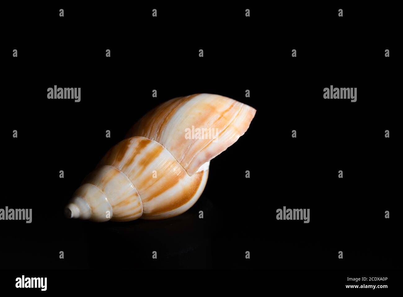 Conchiglia a spirale di una lumaca, con macchie quadrate, su sfondo nero Foto Stock