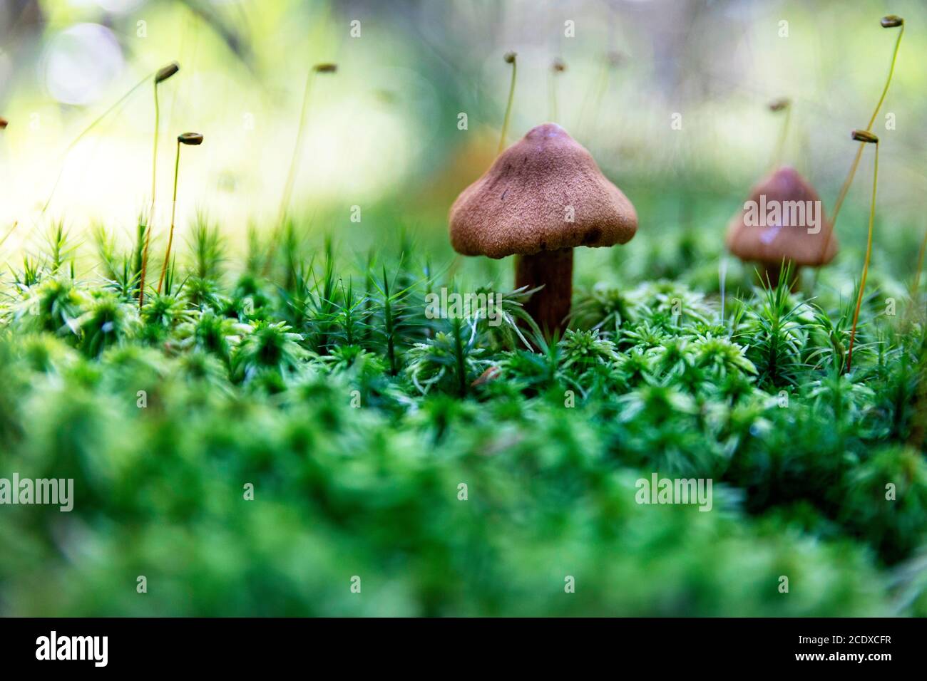 Funghi marroni nei boschi. Magica foresta guardare sottobosco Foto Stock