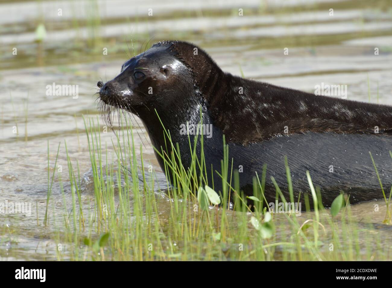 Giovane foca adoga inanellata nel lago Ladoga, isola di Valaam, Russia Foto Stock