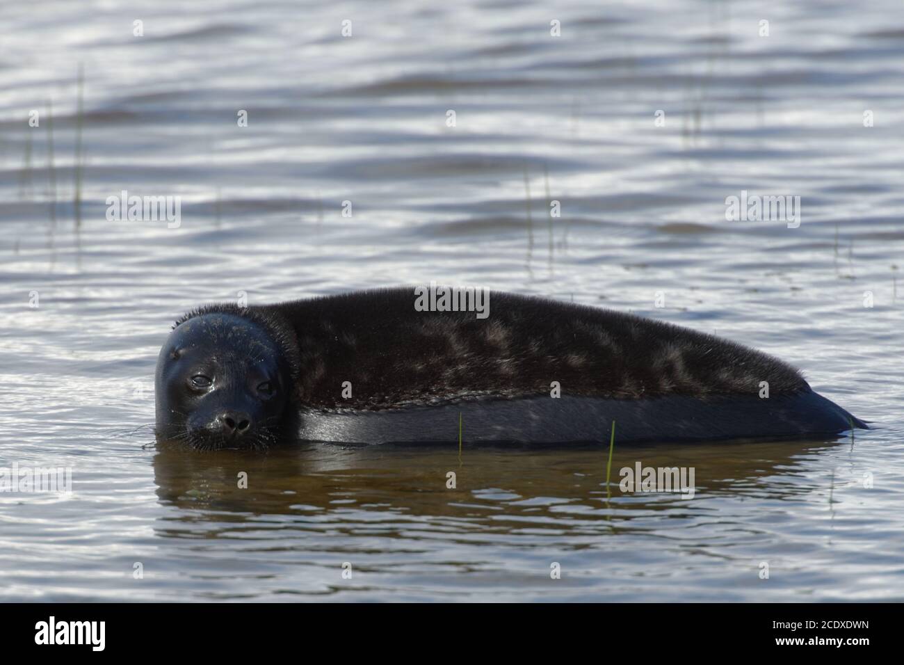 Giovane foca adoga inanellata nel lago Ladoga, isola di Valaam, Russia Foto Stock