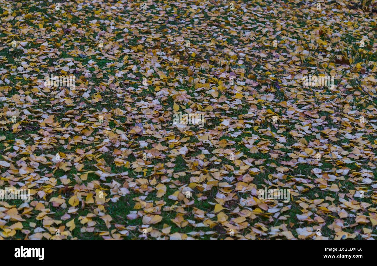 Foglie di betulla giallastate in un parco cittadino. Paesaggio autunnale, Foto Stock