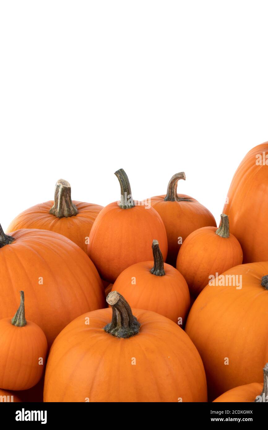 Cumulo di molte varietà di zucche arancione su sfondo bianco , il concetto di Halloween , copia spazio per il testo Foto Stock