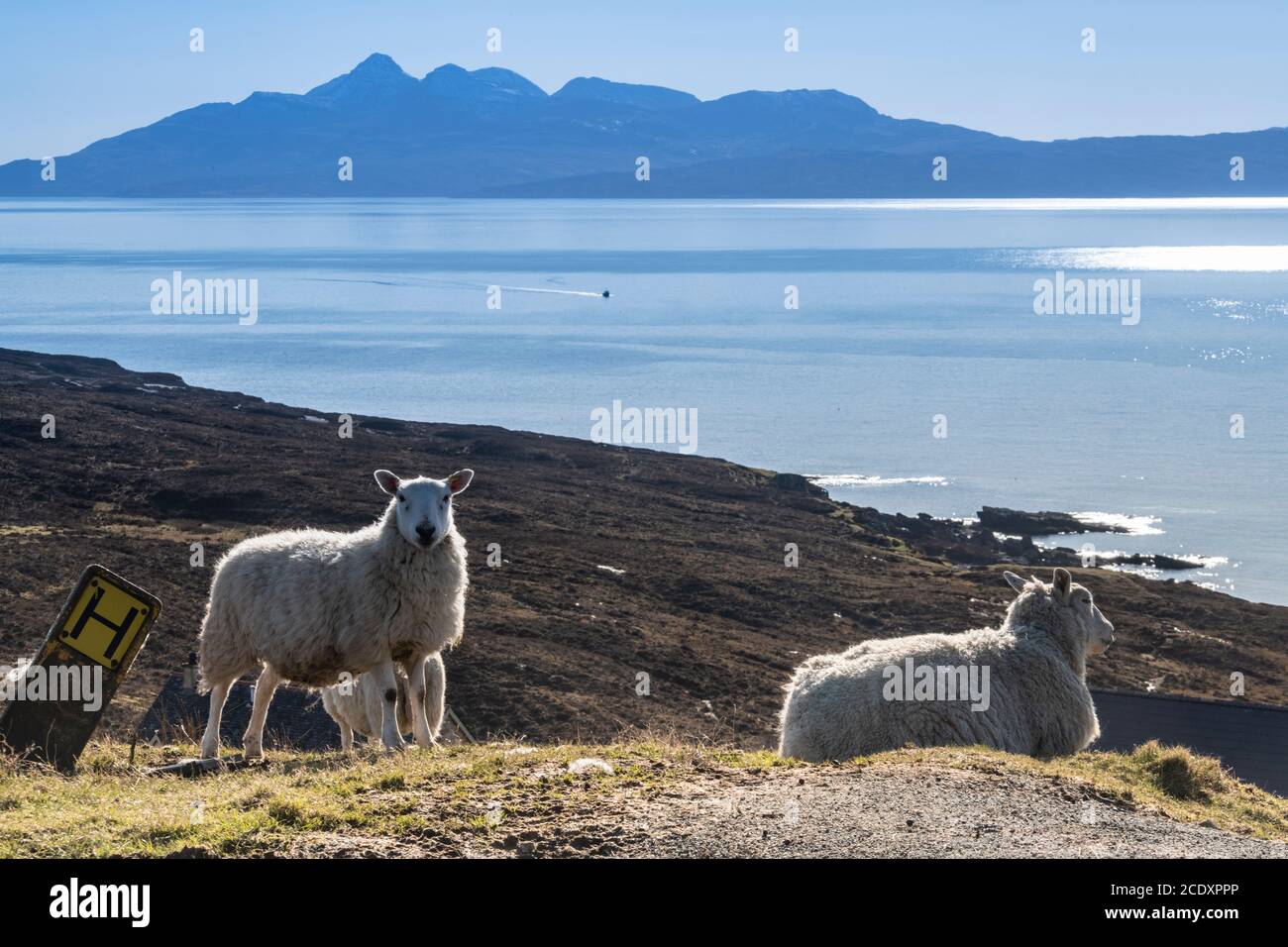 Pecora da un posto idrante di acqua sulla costa di L'Isola di Skye Foto Stock
