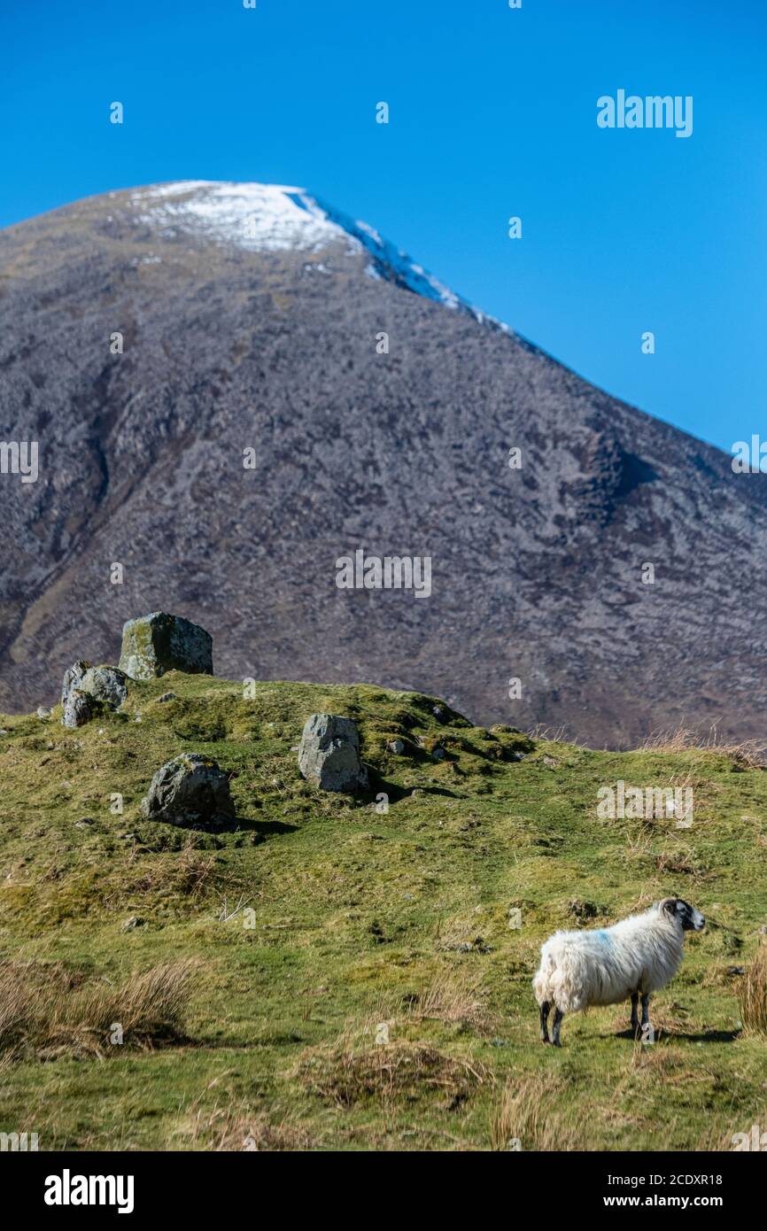 Pecora sulla costa dell'isola di Skye Foto Stock