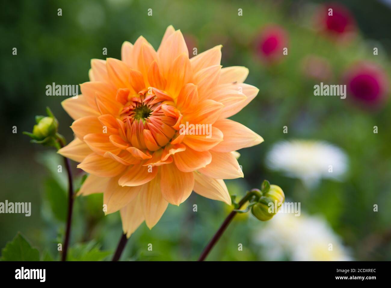 Dahlia, fiori in un giardino Foto Stock