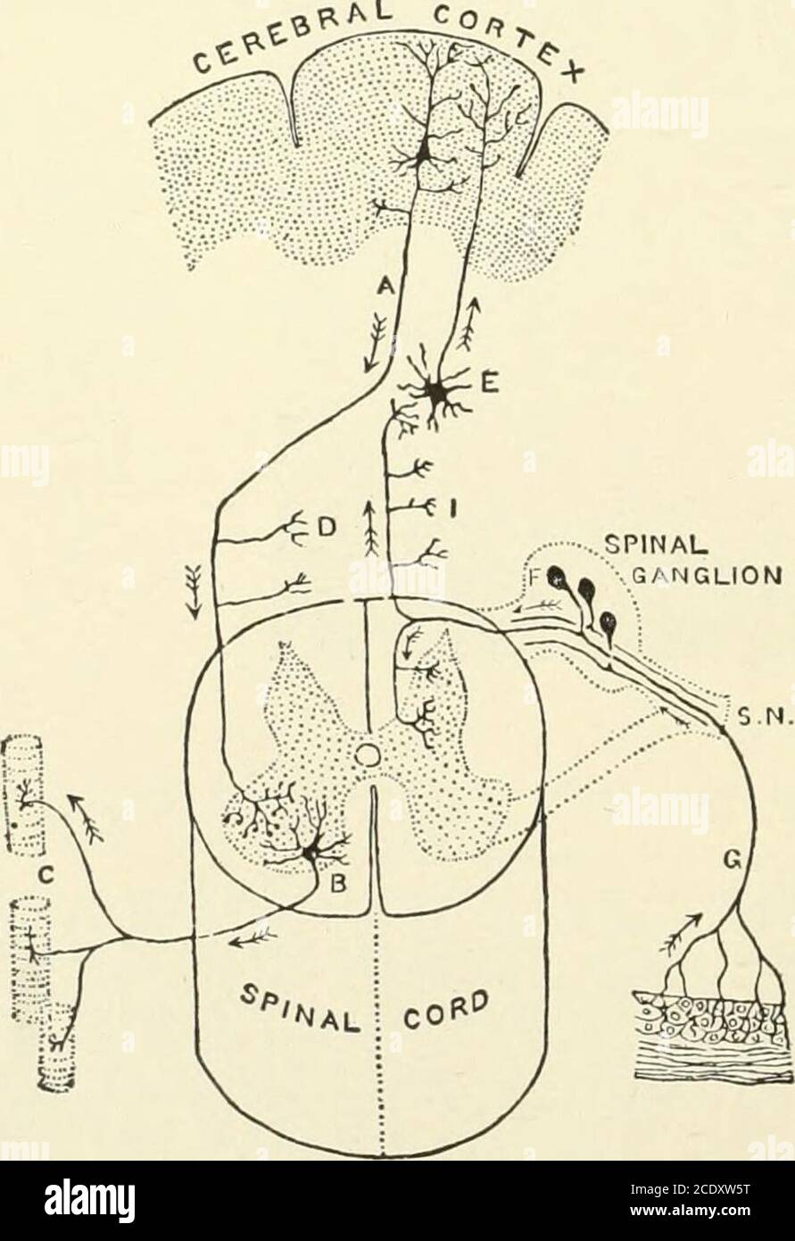 . Manuale di Kirkes di fisiologia. Ve-cellule. La visione moderna della tenatura del tessuto nervoso è, tuttavia, che la cellula nervosa e le fibersi nervose devono essere considerate insieme come un'unica unità, chiamata neurone. Il neuroneeè incorporato e supportato da una sostanza chiamata neuroglia. Questi neuroneeonsisti di un corpo cellulare, un certo numero di processi di ramificazione chiamati dendriti, e un lungo processo che si esauriscono da esso, il neuraxone, o axone, che viene eventualmente una fibra nervosa. La cellula nervosa e la fibra nervosa sono parti della stessa unità anatomica, e i centri nervosi sono costituiti da thoseunits, arran Foto Stock