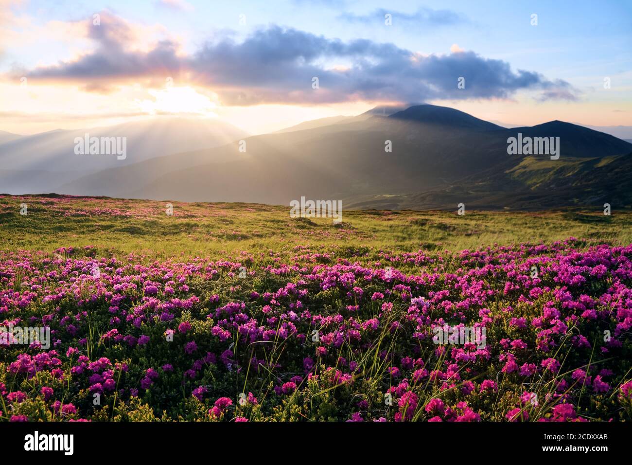 I prati sono ricoperti da fiori rosa rododendri. Scenario dell'alba sulle alte montagne. I raggi solari illuminano la valle. Incredibile giorno di primavera. B Foto Stock