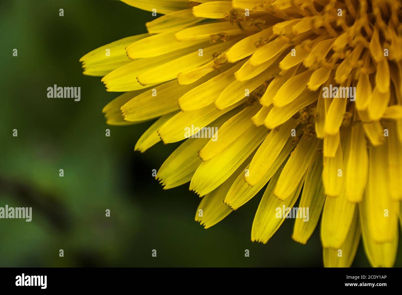 Un cerchio di petali Foto Stock