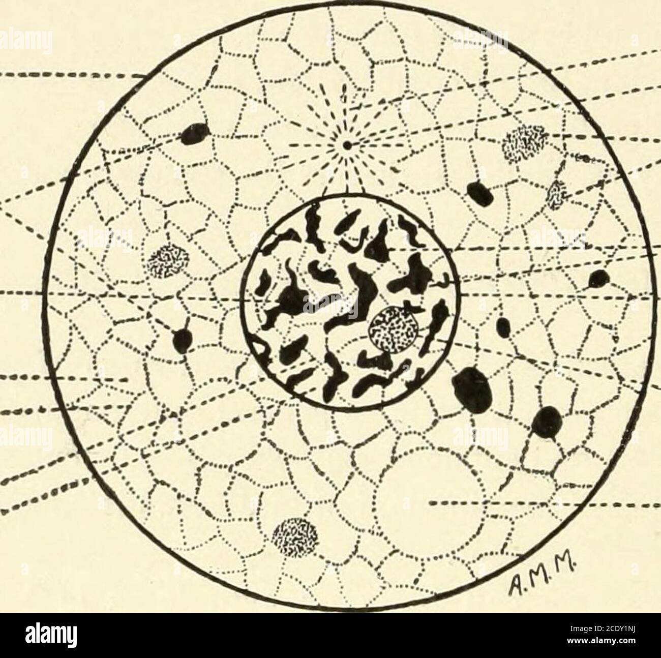 . Manuale di Kirkes di fisiologia . ryoplasma. La membrana è costituita da uno strato interno, o cromatico, euno esterno, o acromatico, così chiamato dalla loro reazione alle macchie. Il Thenucleoplasma è costituito da una rete reticolare, o cromosoma, i cui interspazi sono riempiti dalla cariolinfa, o matrice nucleare, una DIFFERENZIAZIONE CELLULARE omogenea sub-2 17 18 E LA posizione DEI TESSUTI ELEMENTARI che è ricca di proteidi, ha una leggera affinità per le macchie, ed è supposta essere fluida. La rete è composta da linina o acromatina, un quadro trasparente non colorabile; e da cromatina, che macchia profondamente. Foto Stock