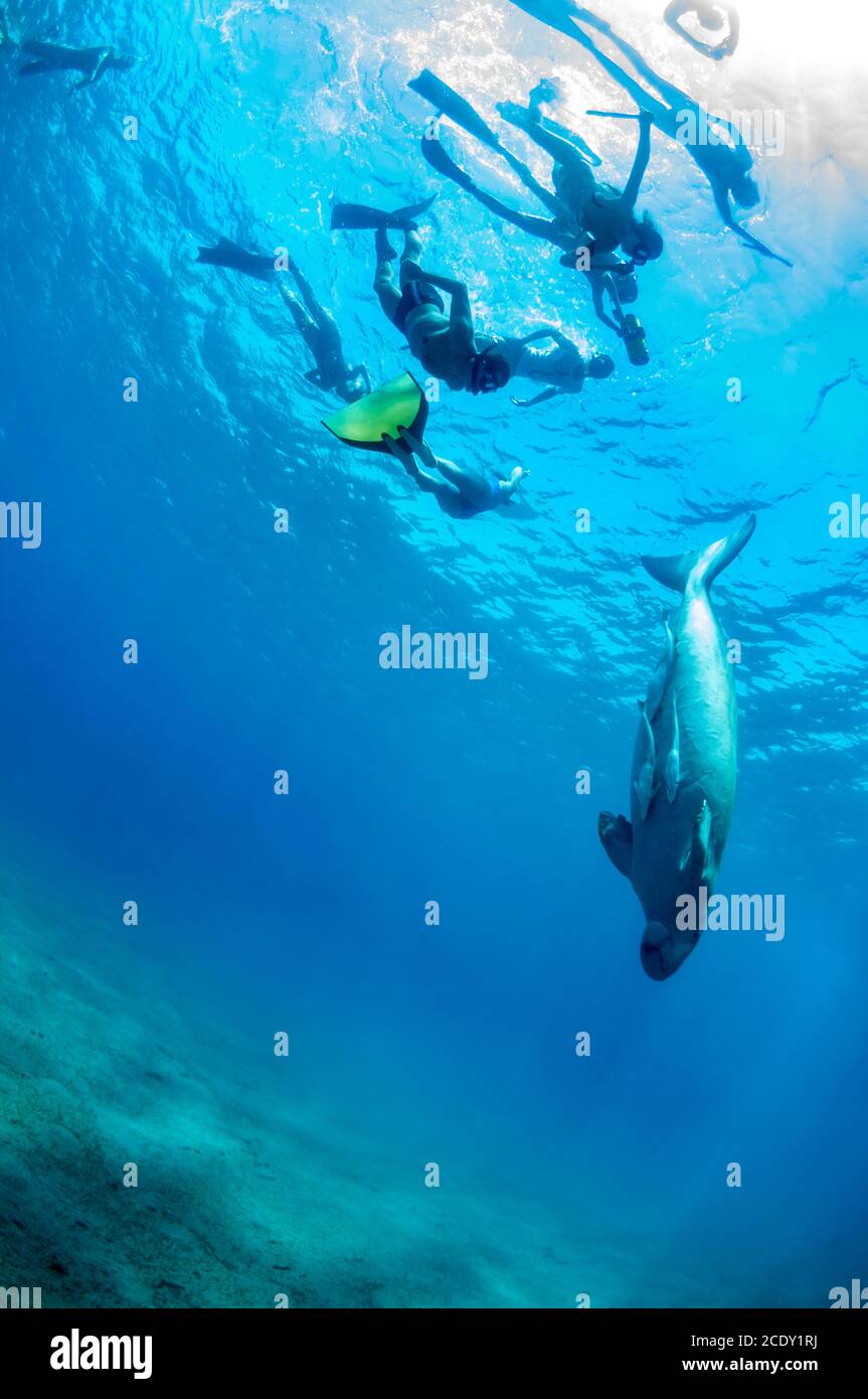 Dugong carino e stupefacente. Un gruppo di subacquei in pinne e maschera guardando su un animale abbastanza raro oceano che nuotare seagrass underwa Foto Stock
