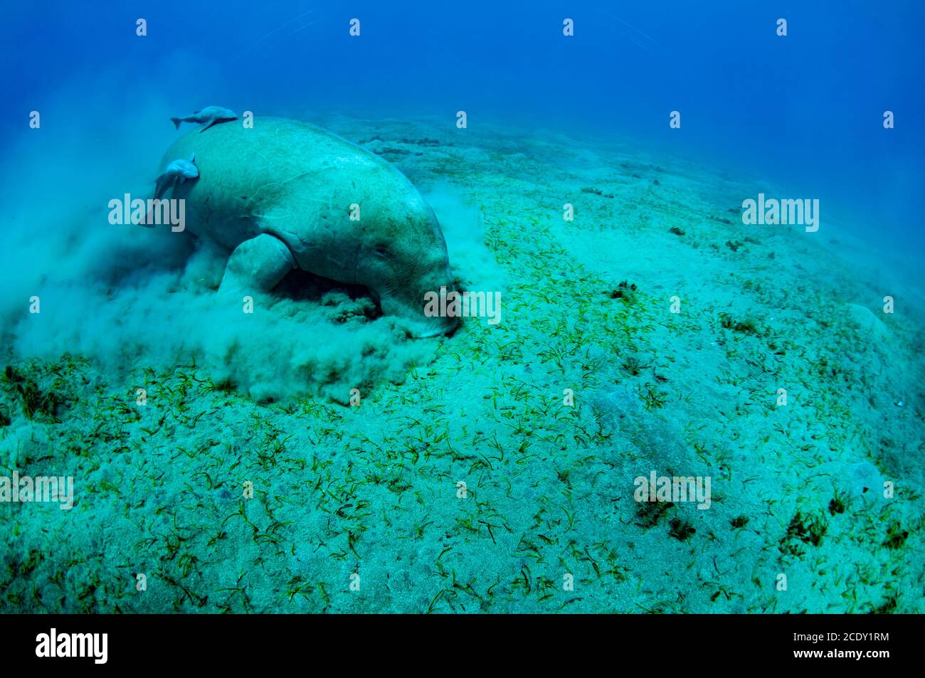 Vista ravvicinata su un bellissimo dugong.Underwater shot. Un subacqueo in pinne e maschera guardando su un animale abbastanza raro oceano che mangina Foto Stock