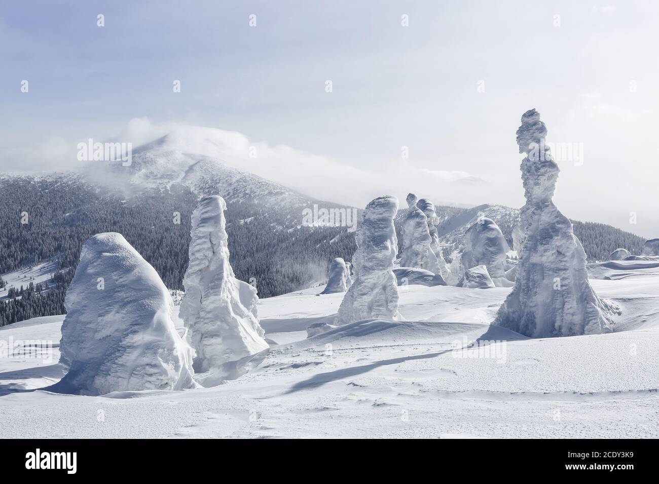 Alberi di abete rosso coperti di neve in piedi sul prato. Paesaggio invernale di montagna in sole mattina. Foto Stock