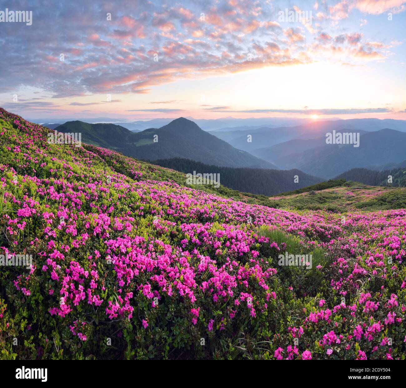 Scenario del tramonto sulle alte montagne. Incredibile mattina di primavera. Un prato coperto di fiori di rododendro rosa. Fantastica carta da parati estiva ba Foto Stock