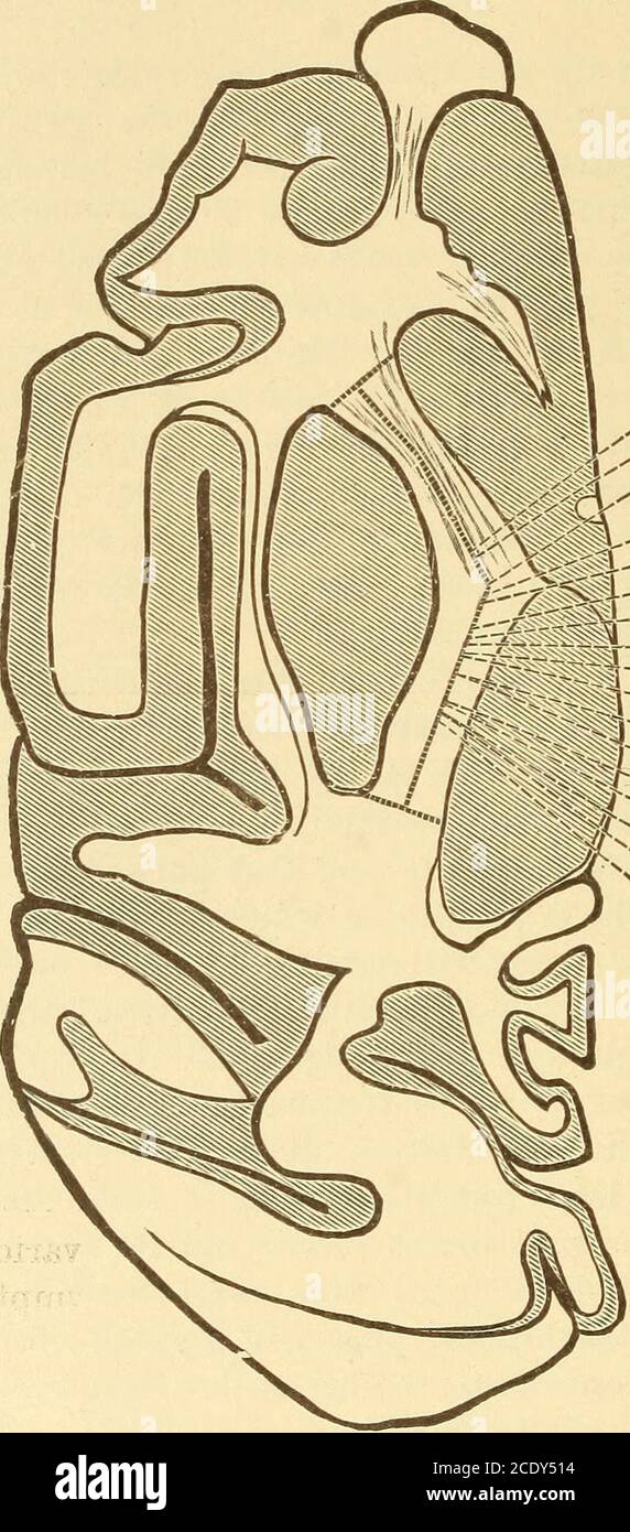 . Malattie del sistema nervoso tra il talamo ottico e il nucleo lenticolare e si estende oltre quest'ultimo più occipitalmente. Encal'intera capsula interna può essere divisa in quattro porzioni, l'ANATOMIA ventrale, 18 MACROSCOPICHE DEL SISTEMA NERVOSO CENTRALE, il lenticulo-striato, la porzione di ginocchio, il lenticulo-ottico, e la parte retrolenticolare. Per non entrare minuscamente nella esatta divisione delle fibre, si deve solo dire che il tratto piramidale, che è il più importante e l'unico mezzo diretto di comunicazione tra la corteccia cerebrale e il midollo spinale, entra Foto Stock