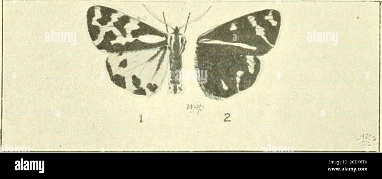 . Il record e la rivista di variazione dell'Entomologo. È ben?sviluppato in alcuni L. inipnra. (La cresta toracica, le ali anteriori più appuntite, la sfumatura longitudinale centrale delle ali anteriori e le ali posteriori bianche di stirninfa, sono tutti caratteri che differenziano meglio). Presa a tutt'oggi, la nomenclatura è ben aggiornata ; ma si è piuttosto stupiti di trovare le correzioni di Prouts della sinonomia di Acidalia dilutaria, Hb.^linhisiiicata, Dup., e A. iuterjirtaria, Gn. {Int. PWC, vii., PJD. 124-125) non incluso, e supponiamo che il libro fosse andato troppo lontano per includere le correzioni successive di Proput quanto al Tephro Foto Stock