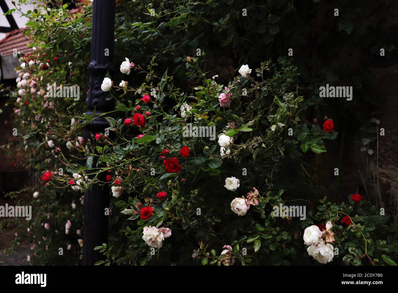 Muro di di rose bianche, rosa e rosse Foto Stock
