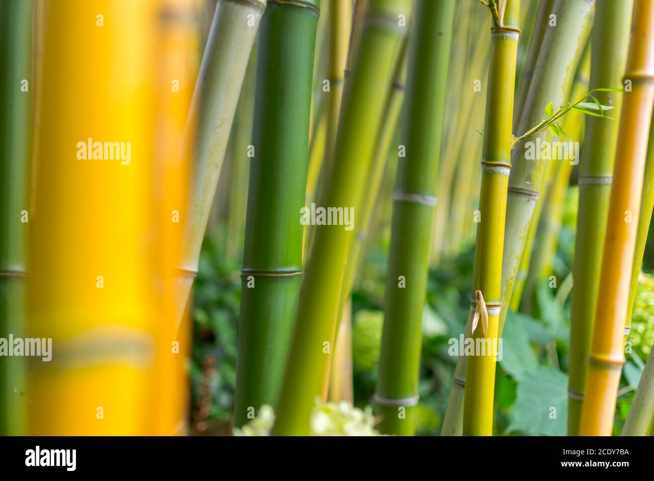 Gli alberi di bambù crescono nel cielo. Immagine di sfondo con diverse trame verticali e sfumature di verde. Giardino Botanico (Heller Garten) a Gardone Foto Stock